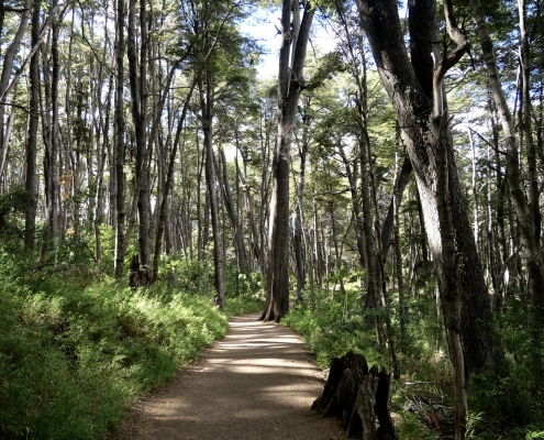 pathway-in-nature-2025-03-23-22-27-40-utc